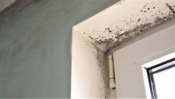 Best Mold-Related Health Consultation  in Bowmansville, PA