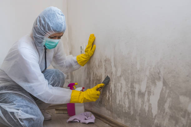 Mold Removal for HVAC Installations in Bowmansville, PA