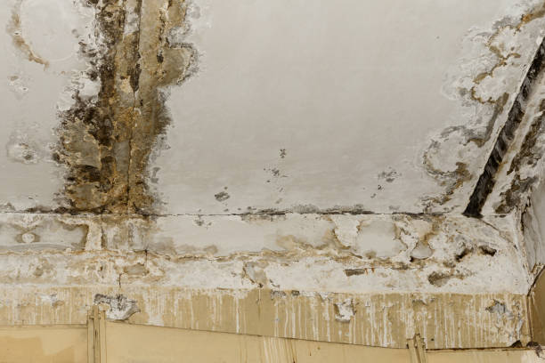 Mold Remediation for Vacation Homes in Bowmansville, PA