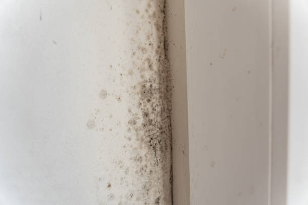 Reliable Bowmansville, PA Mold Removal Solutions