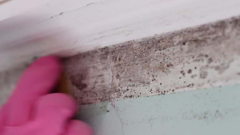  Bowmansville, PA Mold Removal Pros